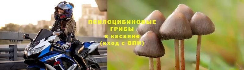 как найти наркотики  Губаха  Псилоцибиновые грибы MAGIC MUSHROOMS 